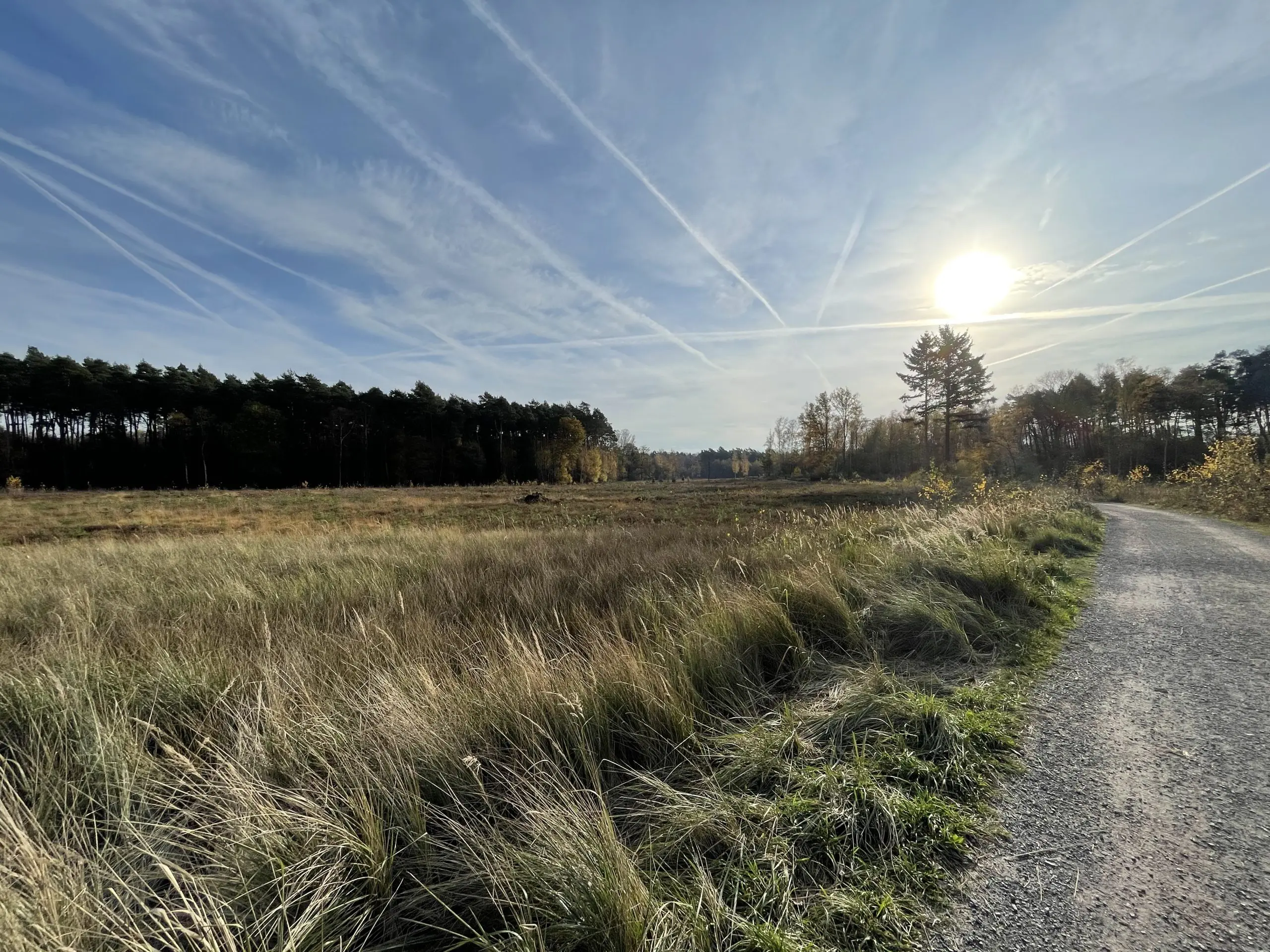 Ein Weg durch die Natur als Symbol für Coaching Walks