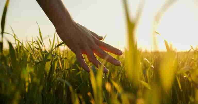 HumanMansHandMovingThroughGreenFieldOfTheGrass | Professionelles Coaching in Düsseldorf – Bobach Coaching & Consulting Coaching und Natur, ein Bild zur bewussten Wahrnehmung unserer Umgebung.